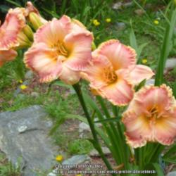 Location: My Garden- Vermont
Date: 2015-08-06
Line dancing is back in fashion. Gorgeous blooms.