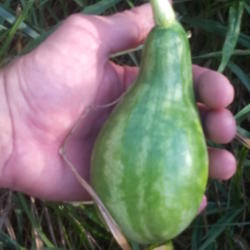 Location: Jefferson County, Texas
Date: 2015-08-06
Young melon starting to grow.