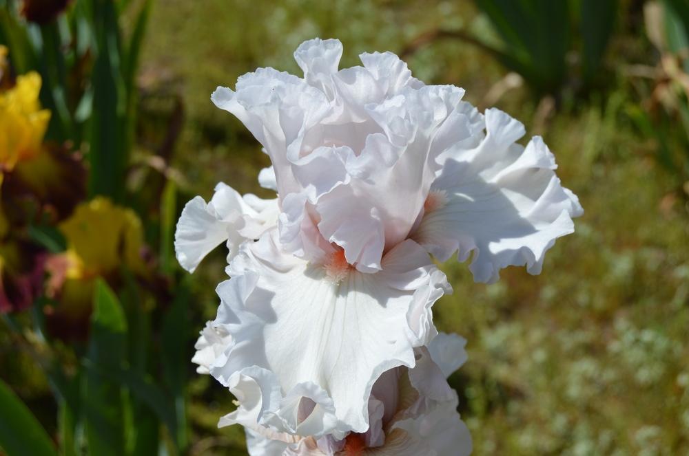 Photo of Tall Bearded Iris (Iris 'Head Over Heels') uploaded by KentPfeiffer