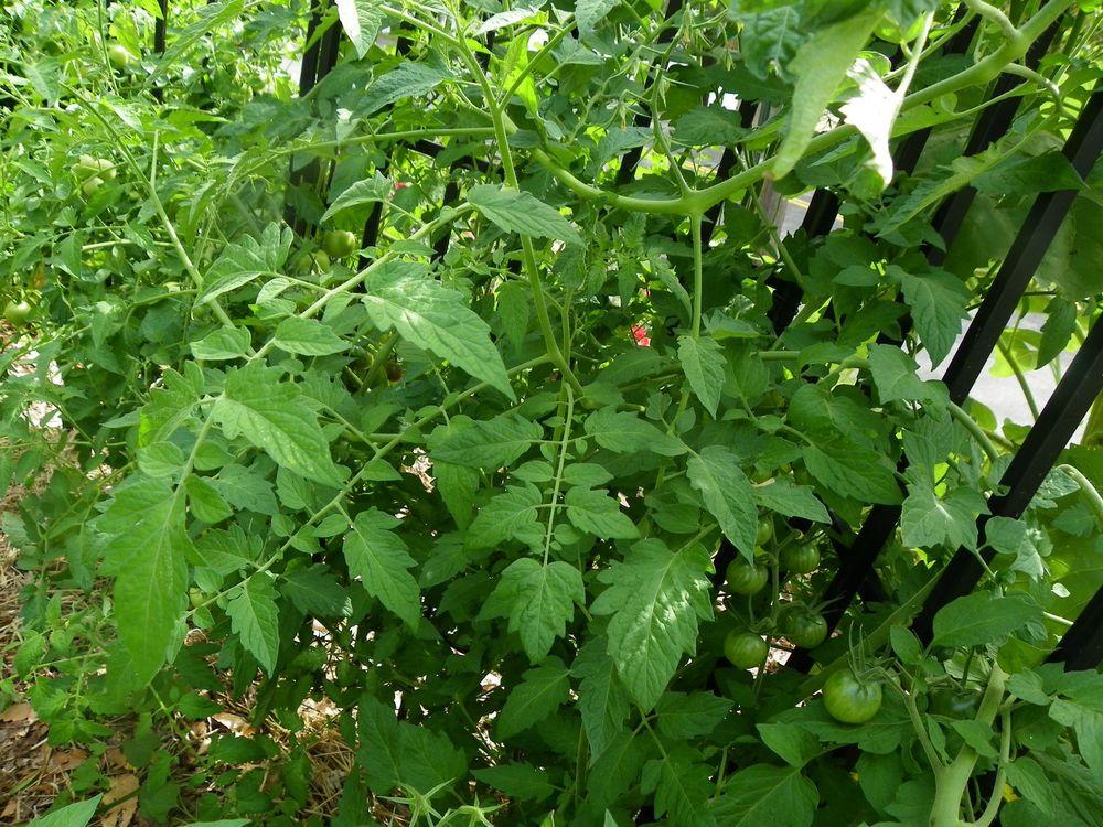 Photo of Tomato (Solanum lycopersicum 'Black Cherry') uploaded by Newyorkrita