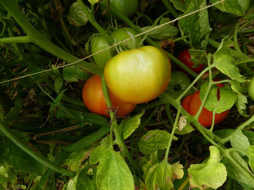 Photo of Tomato (Solanum lycopersicum 'Ramapo') uploaded by Newyorkrita