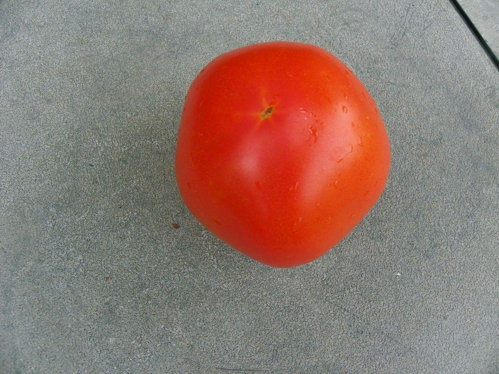 Photo of Tomato (Solanum lycopersicum 'Ramapo') uploaded by Newyorkrita