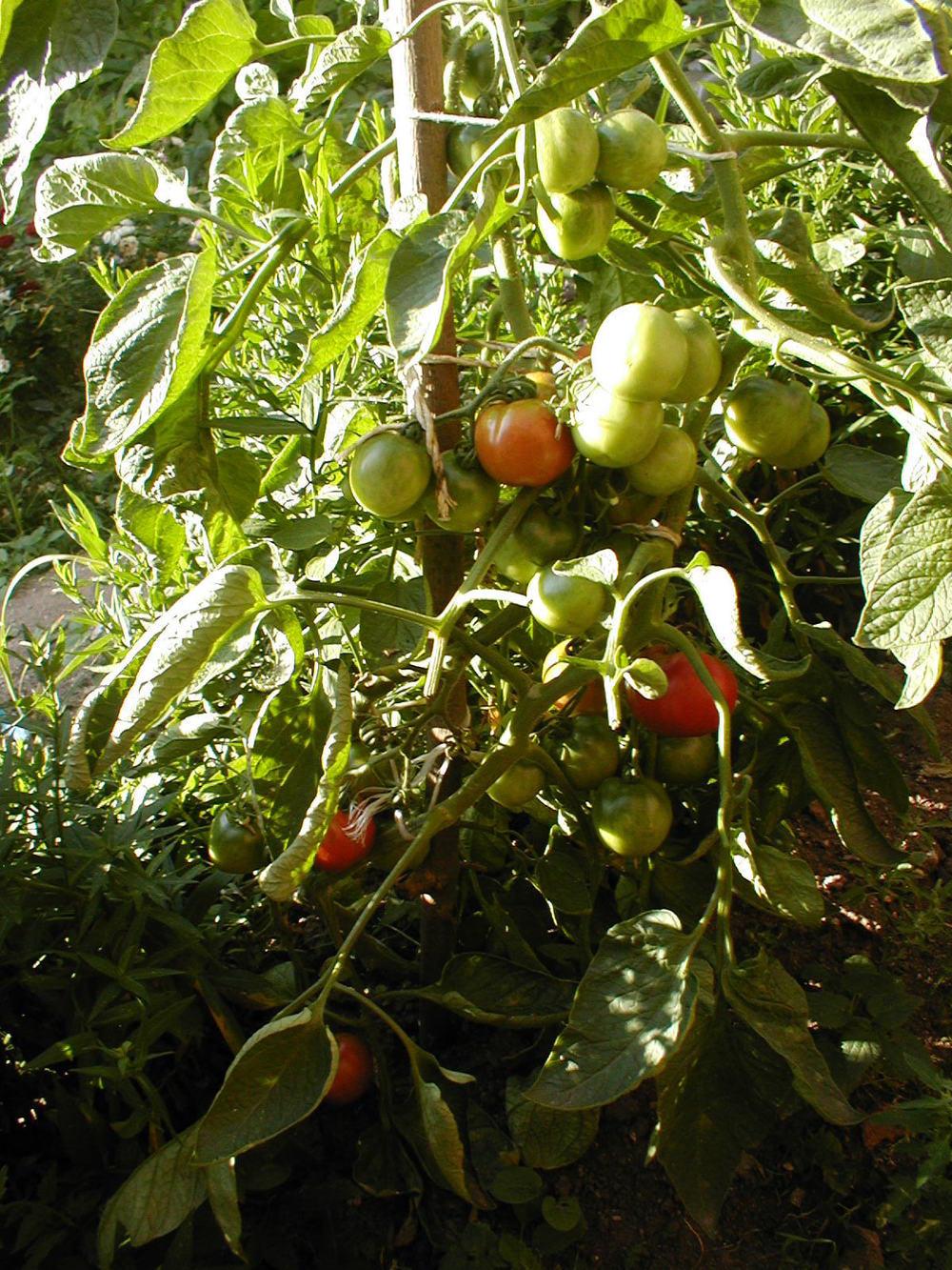 Photo of Tomato (Solanum lycopersicum 'Stupice') uploaded by admin