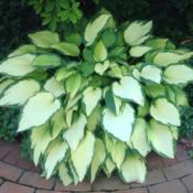 Reliable hosta in shade or part sun, but it burns when grown in t