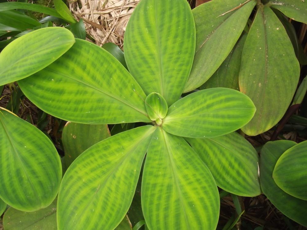Photo of Spiral Ginger (Costus malortieanus) uploaded by microb