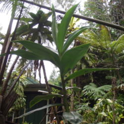 Location: Big Island of Hawaii, next to my upper round pond
Date: 2015-08-06
After about 3 months this stem is about 7 ft tall. See taller flo