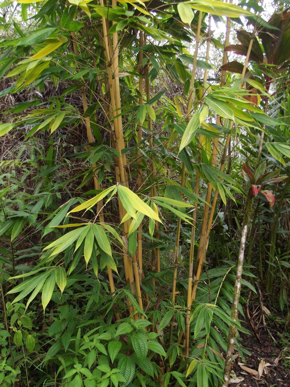 Photo of Sacred Bali Bamboo (Schizostachyum brachycladum 'Yellow Form') uploaded by microb