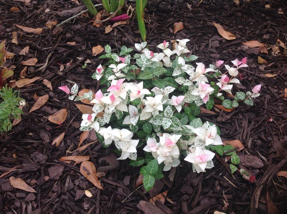 Photo of Confederate Jasmine (Trachelospermum jasminoides 'Tricolor') uploaded by scflowers