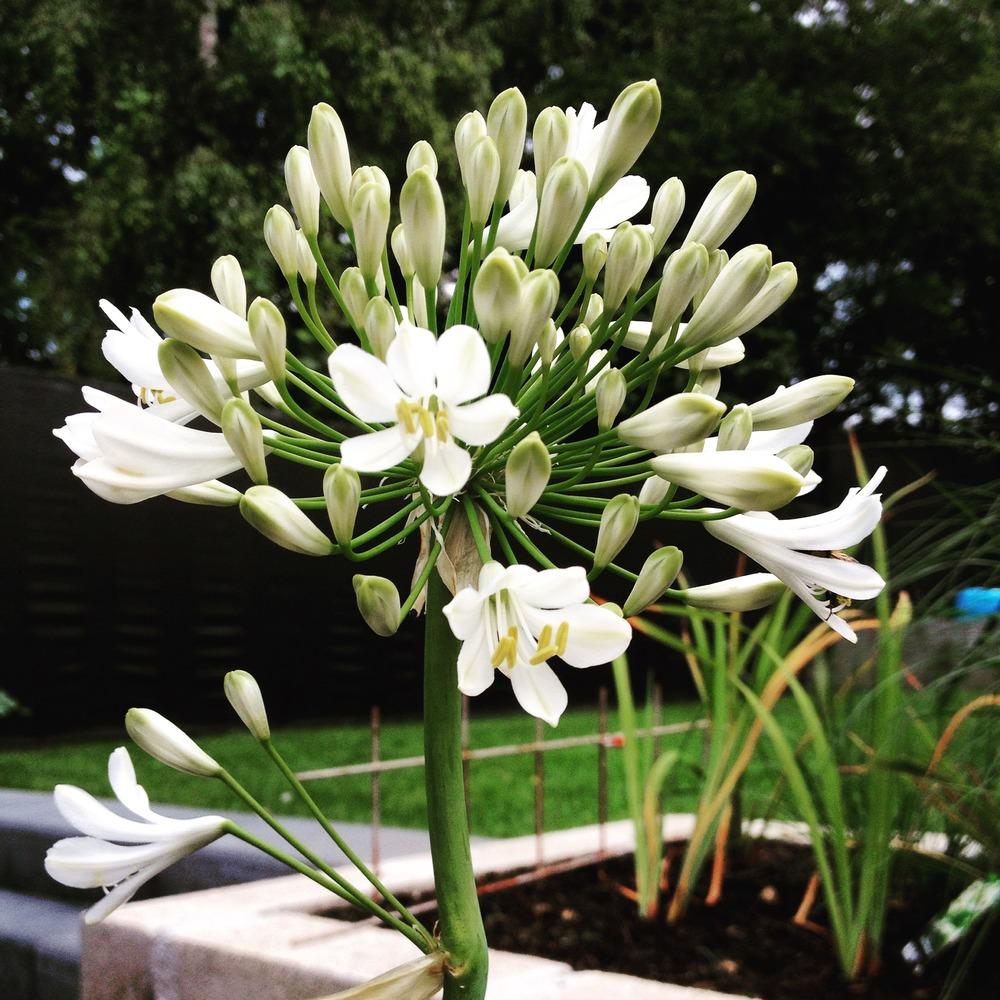 Photo of Lily of the Nile (Agapanthus africanus 'Albus') uploaded by Arico