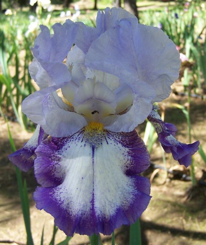 Photo of Tall Bearded Iris (Iris 'Jazzebel') uploaded by Calif_Sue