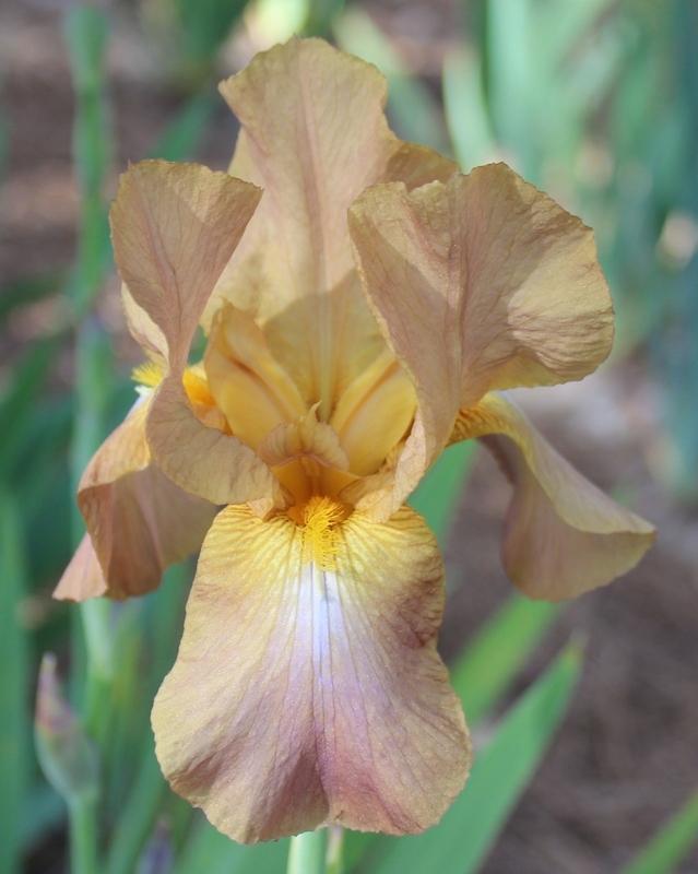 Photo of Tall Bearded Iris (Iris 'Jean Cayeux') uploaded by Calif_Sue