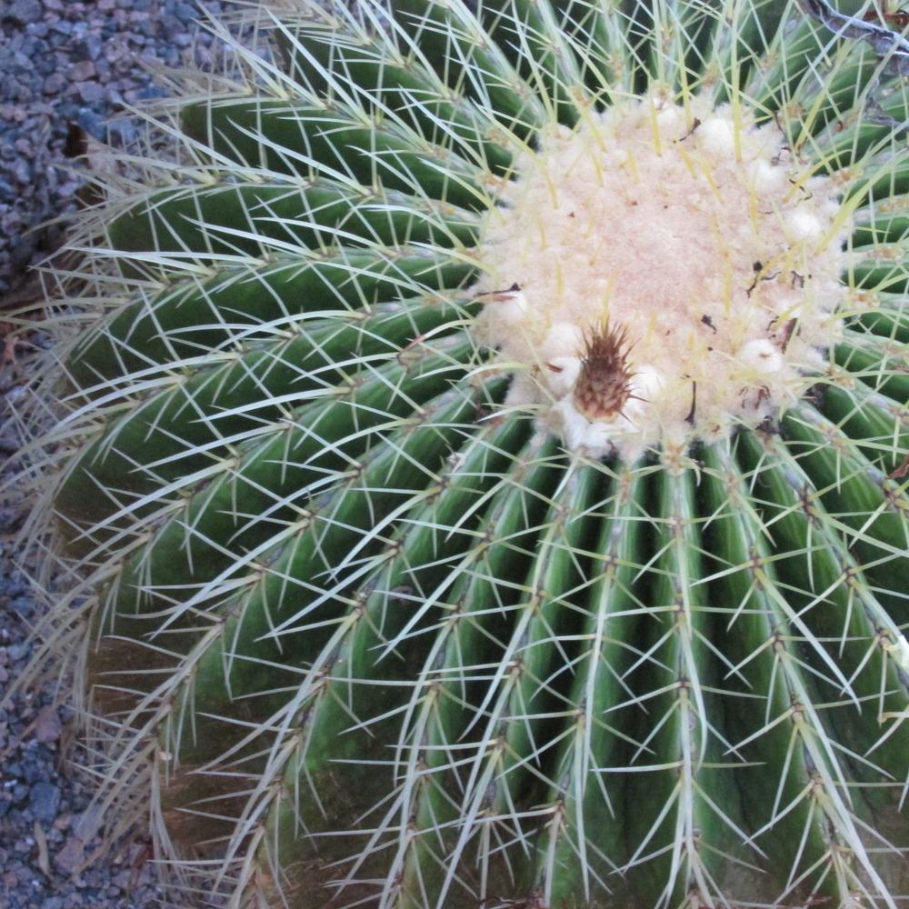 Photo of Golden Barrel Cactus (Kroenleinia grusonii) uploaded by Dutchlady1