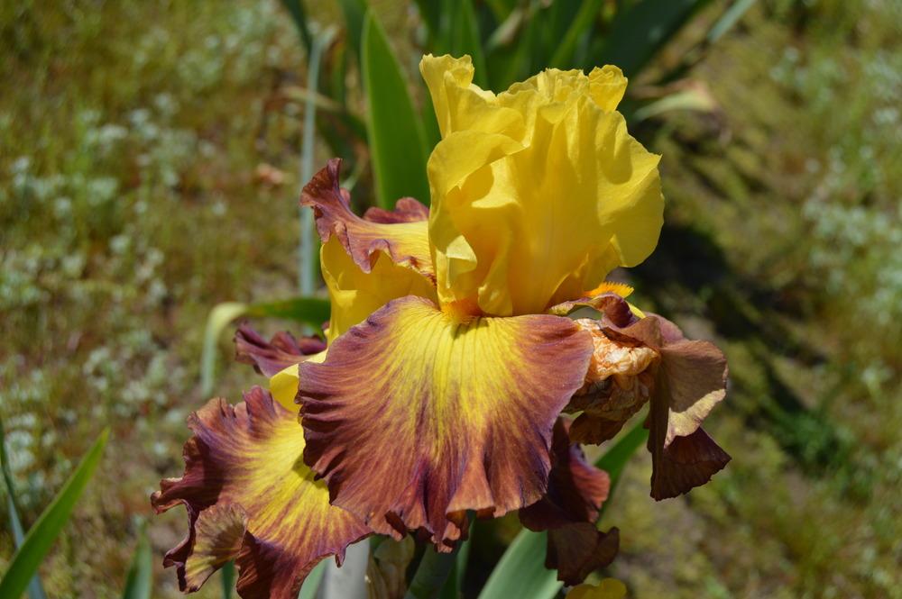Photo of Tall Bearded Iris (Iris 'Hot Danish') uploaded by KentPfeiffer