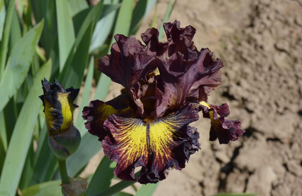 Photo of Tall Bearded Iris (Iris 'High Octane') uploaded by KentPfeiffer