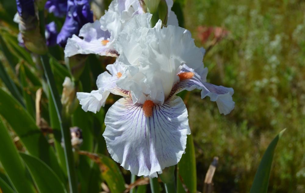 Photo of Tall Bearded Iris (Iris 'Hysteria') uploaded by KentPfeiffer