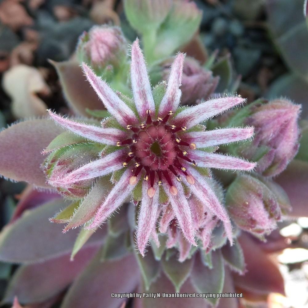 Photo of Hen and Chicks (Sempervivum 'Twilight Blues') uploaded by Patty
