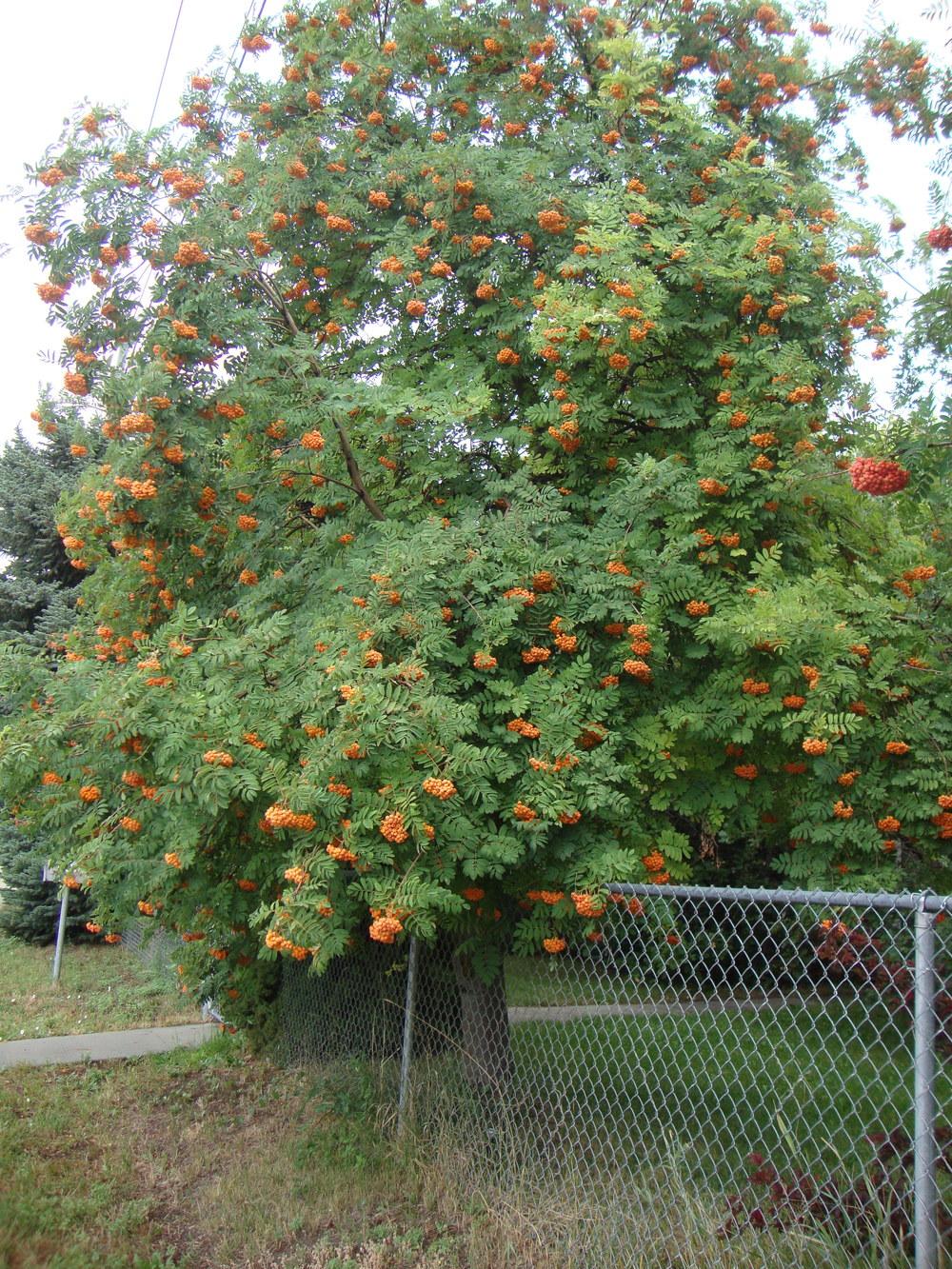 Photo of American Mountain Ash (Sorbus americana) uploaded by Paul2032