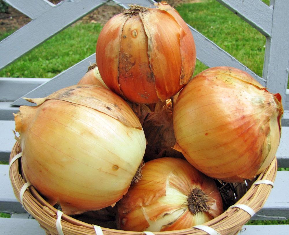 Photo of Garden Onion (Allium cepa 'Candy') uploaded by TBGDN