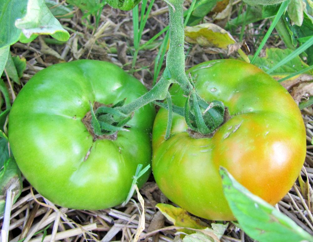 Photo of Tomato (Solanum lycopersicum 'Burpee's Big Boy®') uploaded by TBGDN