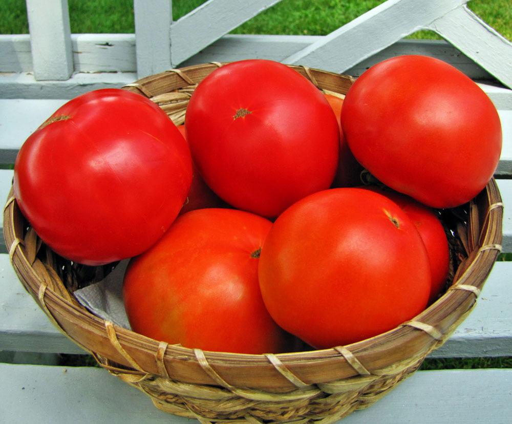 Photo of Tomato (Solanum lycopersicum 'Burpee's Big Boy®') uploaded by TBGDN