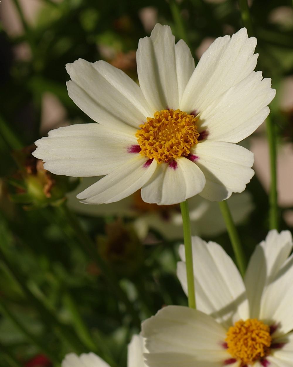 Photo of Coreopsis Big Bang™ Star Cluster uploaded by dirtdorphins