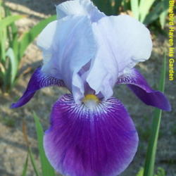 
Photo courtesy of Bluebird Haven Iris Garden