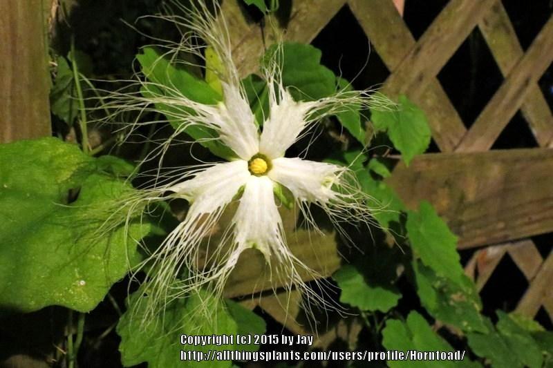 Photo of Chinese Cucumber (Trichosanthes kirilowii) uploaded by Horntoad