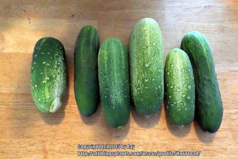 Photo of Cucumber (Cucumis sativus 'Marketmore 76') uploaded by Horntoad