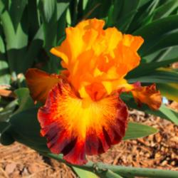 Location: Mariposa Iris Garden
Date: April 2015