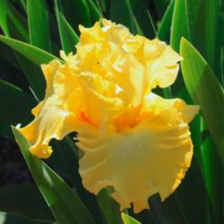 Location: Mariposa Iris Garden
Date: May 2015