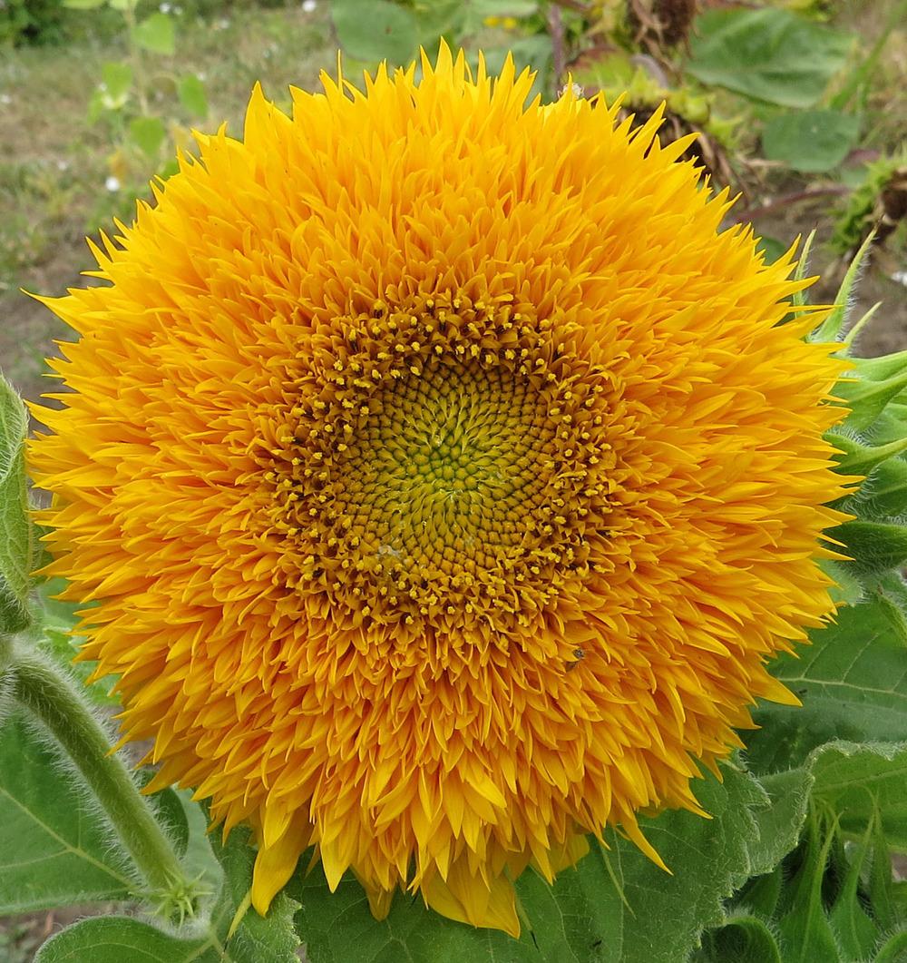 Photo of Dwarf Sunflower (Helianthus annuus 'Teddy Bear') uploaded by Natalie