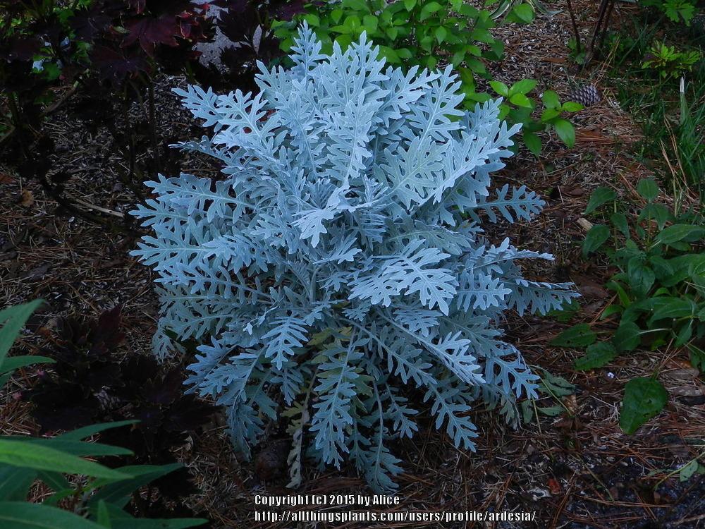 Photo of Dusty Miller (Centaurea cineraria 'Colchester White') uploaded by ardesia
