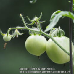 Location: Georgia
Date: 2015-07-06
Fruit set early July after early June planting in a pot.