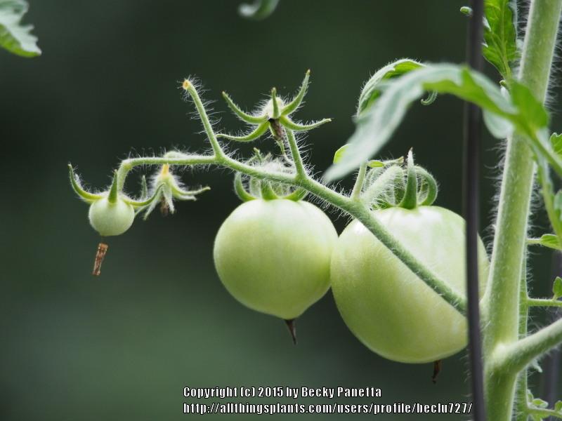 Photo of Tomato (Solanum lycopersicum 'Roughwood Golden Tiger') uploaded by beclu727