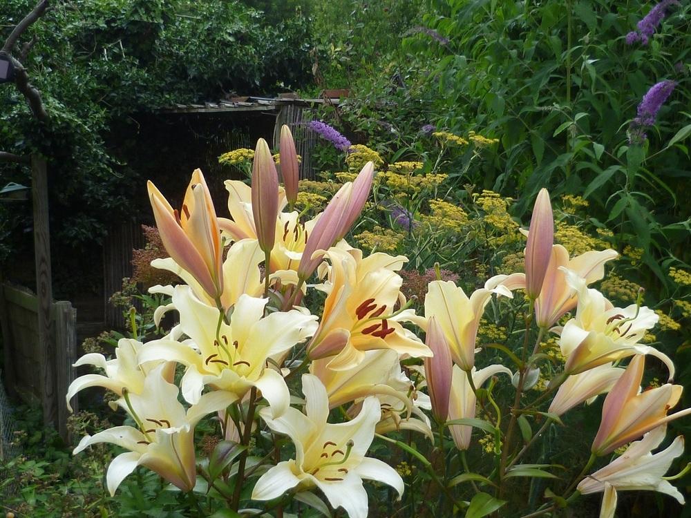 Photo of Lilies (Lilium) uploaded by lilymanrob