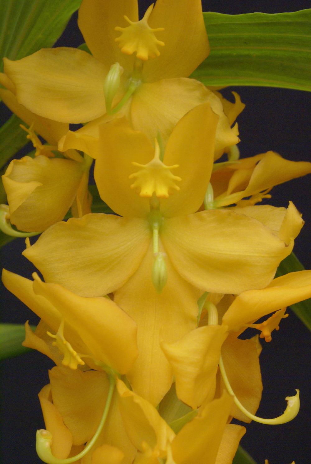 Photo of Orchid (Cycnoches herrenhusanum) uploaded by shadytrake