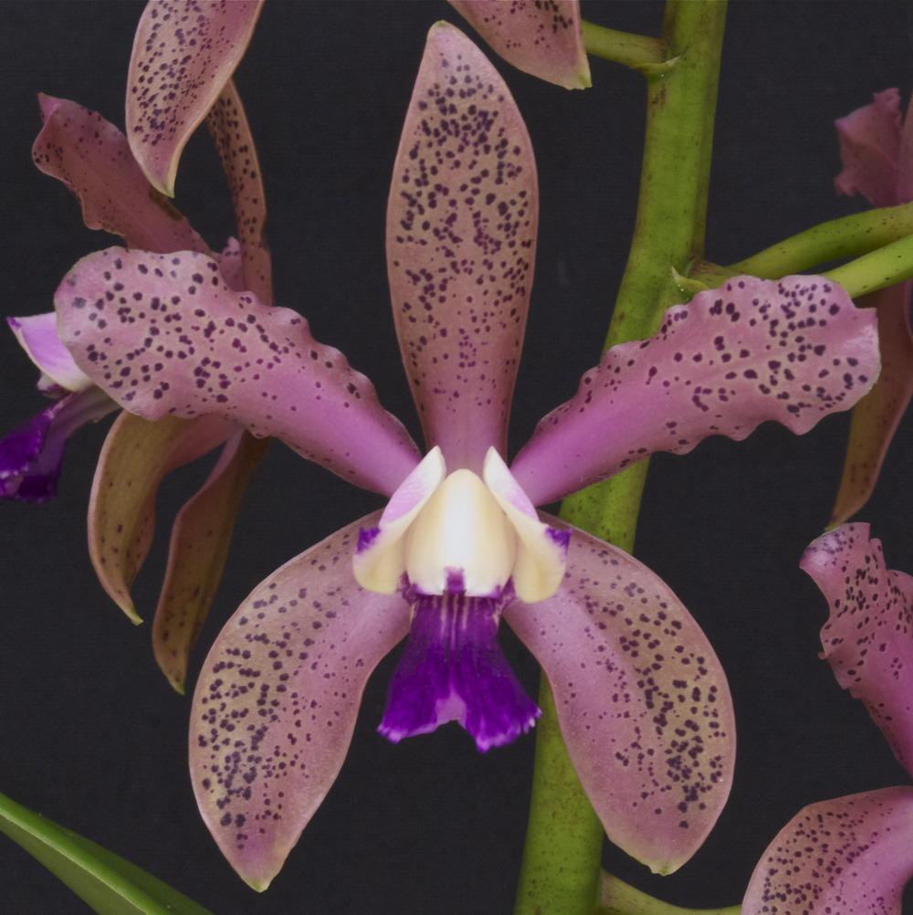 Photo of Orchid (Cattleya guttata) uploaded by shadytrake