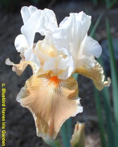 Photo of Tall Bearded Iris (Iris 'June Sunset') uploaded by Calif_Sue