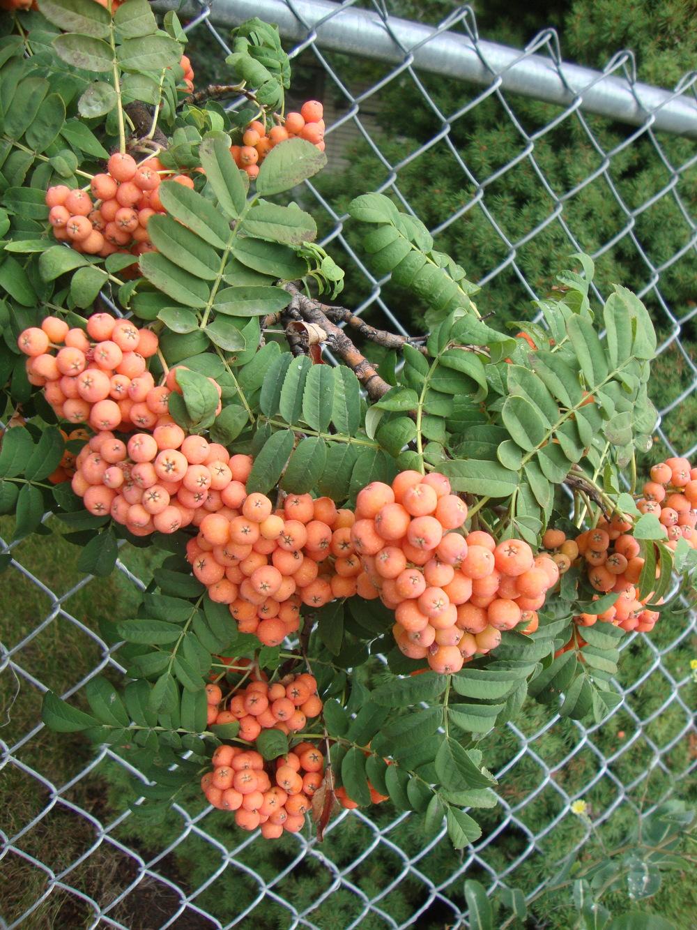 Photo of American Mountain Ash (Sorbus americana) uploaded by Paul2032