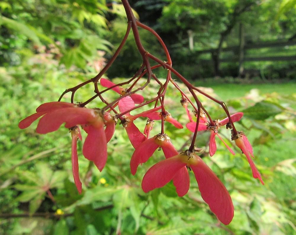 Photo of Japanese Maple (Acer palmatum 'Grandma Ghost') uploaded by Bonehead