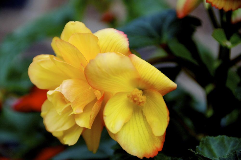 Photo of Tuberous Begonia (Begonia x tuberhybrida Pin-Up® Flame) uploaded by Fleur569
