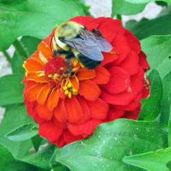 Location: My Gardens
Date: August 9, 2015
Same Bee: Different Flower #Pollination #Bees #Zinnia
