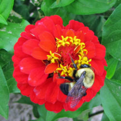 Location: My Gardens
Date: August 9, 2015
Bumble Bee At Work #Pollination #Bees #Zinnia