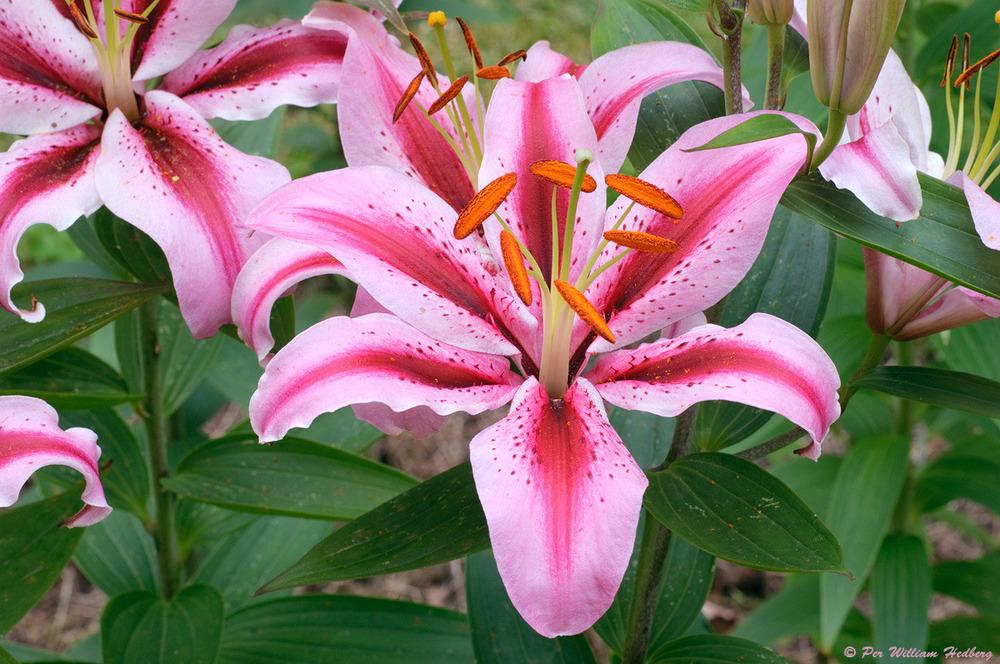 Photo of Lily (Lilium 'Raspberry Ribbons') uploaded by William