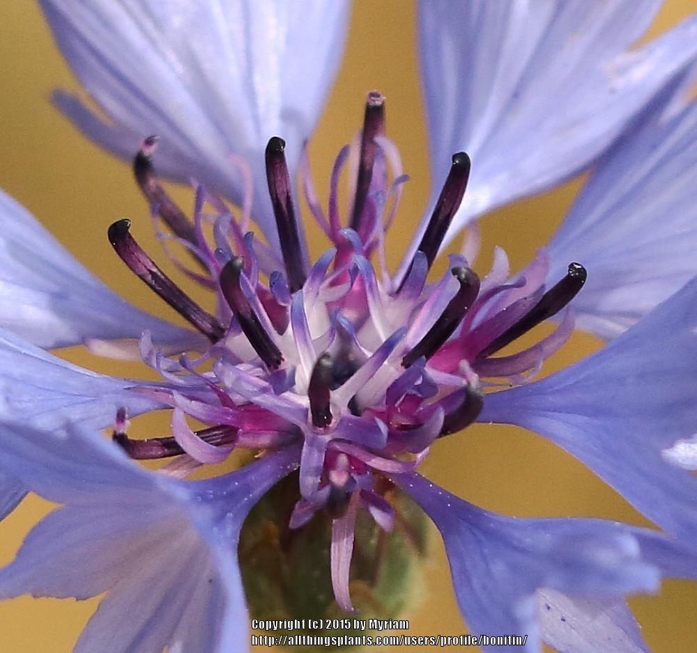 Photo of Bachelor's Buttons (Centaurea cyanus) uploaded by bonitin