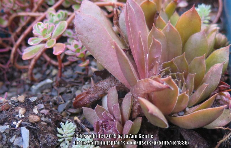 Photo of Hen and Chicks (Sempervivum 'Pacific Devil's Food') uploaded by ge1836