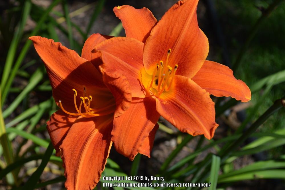 Photo of Daylily (Hemerocallis 'Orange Vols') uploaded by nben