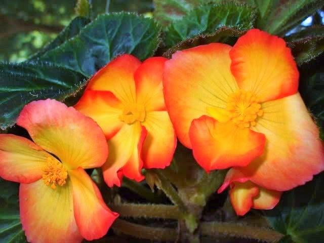 Photo of Tuberous Begonia (Begonia x tuberhybrida Pin-Up® Flame) uploaded by poisondartfrog