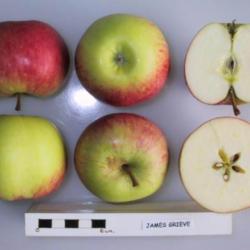 
UK National Fruit Collection photo