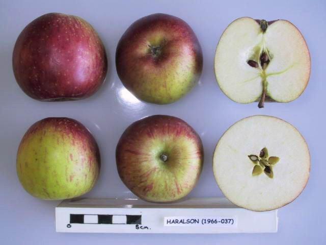Photo of Apple (Malus domestica 'Haralson') uploaded by robertduval14
